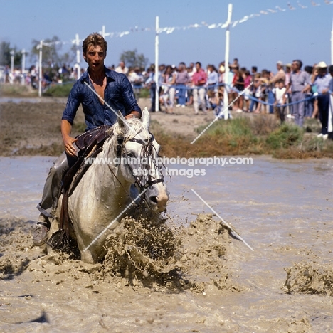 Fangasse, Camargue pony and rider in race through water
