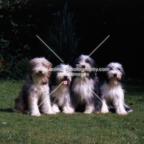 l to r westernisles sunset, tonsarne Natasha, osmart black bittern, tonsarne tattler,four bearded collies sitting on grass 