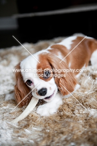 1 year old Cavalier King Charles Spaniel chewing toy