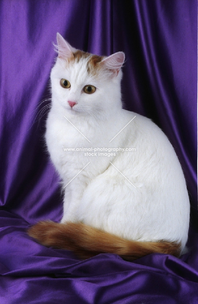 turkish van cat on purple satin