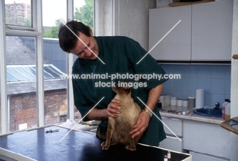 vet, neil forbes, examining a seal point siamese cat 