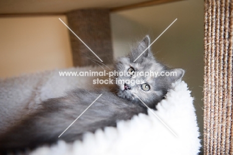 pastel torti kitten looking over shoulder