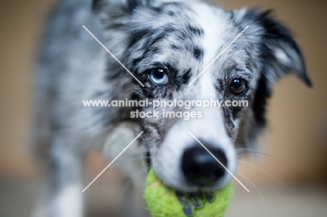 Close-up of blue merle Australian Shepherd holding tennis ball.