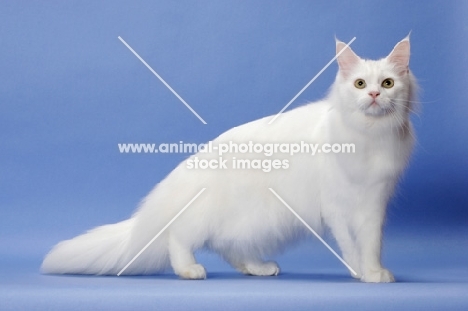11 month old white Maine Coon, side view