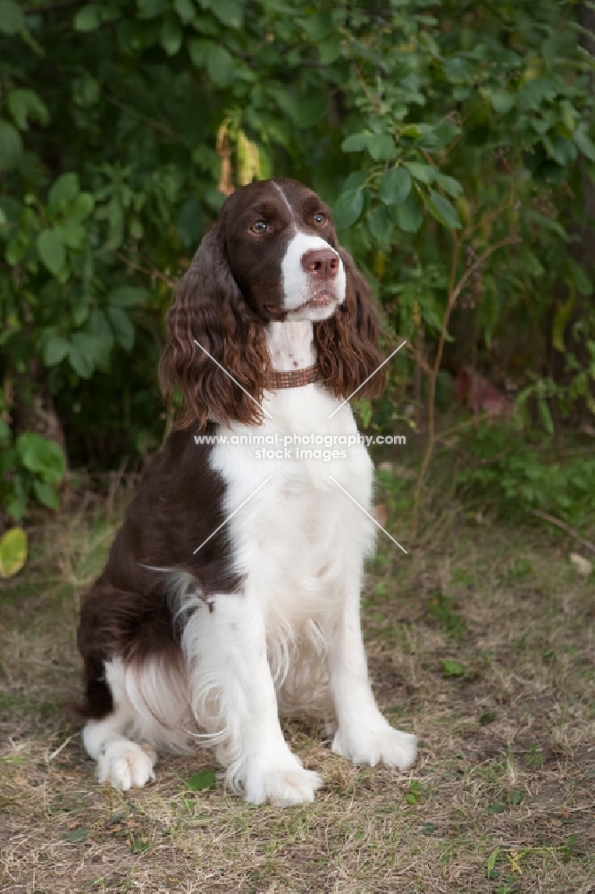 Sitting English Springer Spaniel with greenery background.