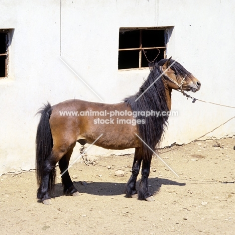 skyros pony stallion on skyros island, greece