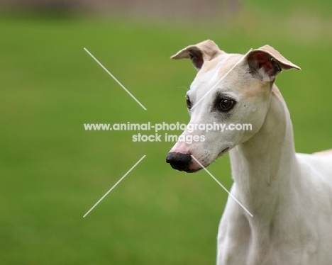 Whippet looking away