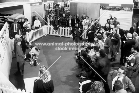 crufts 1991 ch neradmik jupiter being photographed after winning the working group, mike stockman in foreground