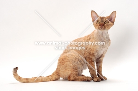 Devon Rex sitting in Studio, chocolate mackerel torbie colour