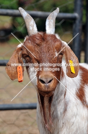 Zulu goat