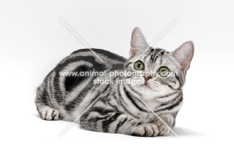 American Shorthair, lying down on white background