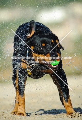 Rottweiler shaking out water