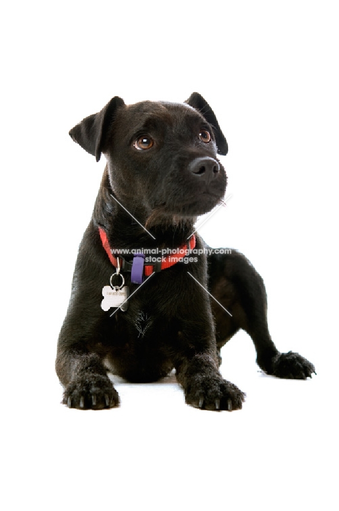 patterdale terrier lying down on white background