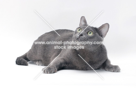 blue Korat cat lying on white background, looking up