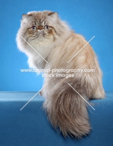 Himalayan (aka Persian)