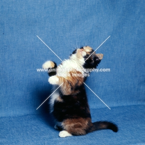 tortoiseshell and white short hair kitten sitting up to play