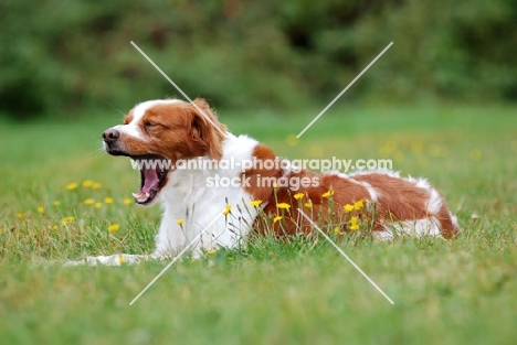 Brittany yawning