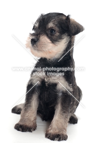 Miniature Schnauzer puppy, sitting down on white background