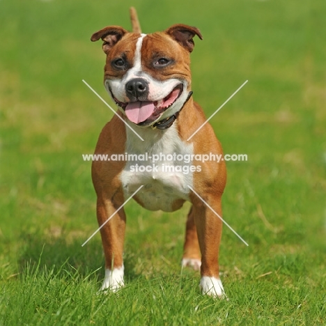 Staffordshire Bull Terrier on grass
