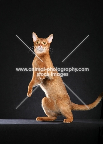Abyssinian rearing up
