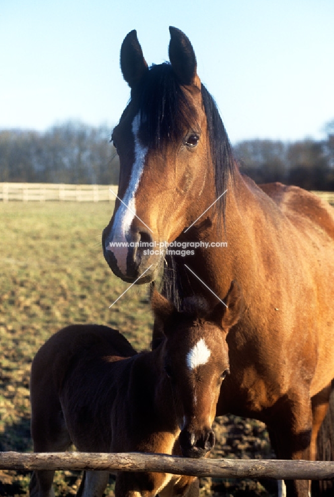 arab mare and foal