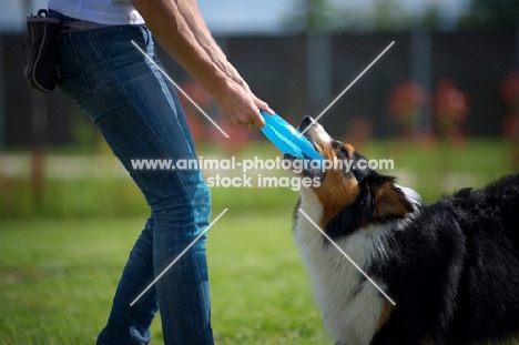 black tri color australian shepherd playing tug of war with trainer