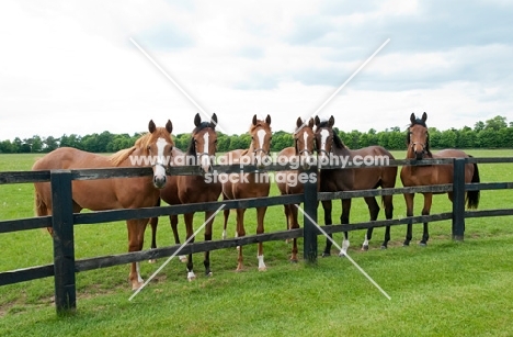 group of six thoroughbreds standing by a fence