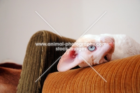 Cornish Rex resting