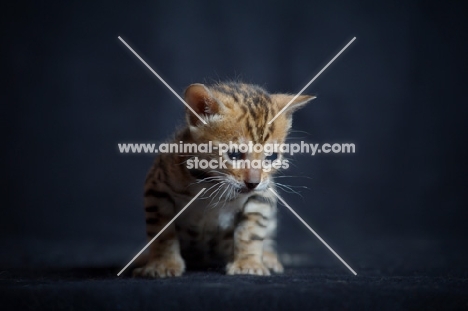 cute bengal kitten on black background