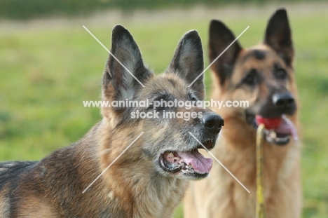 German Shepherd Dogs (Alsatian)