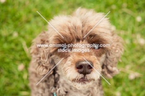 toy poodle, begging