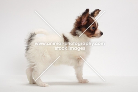 Papillon puppy on white background, looking ahead