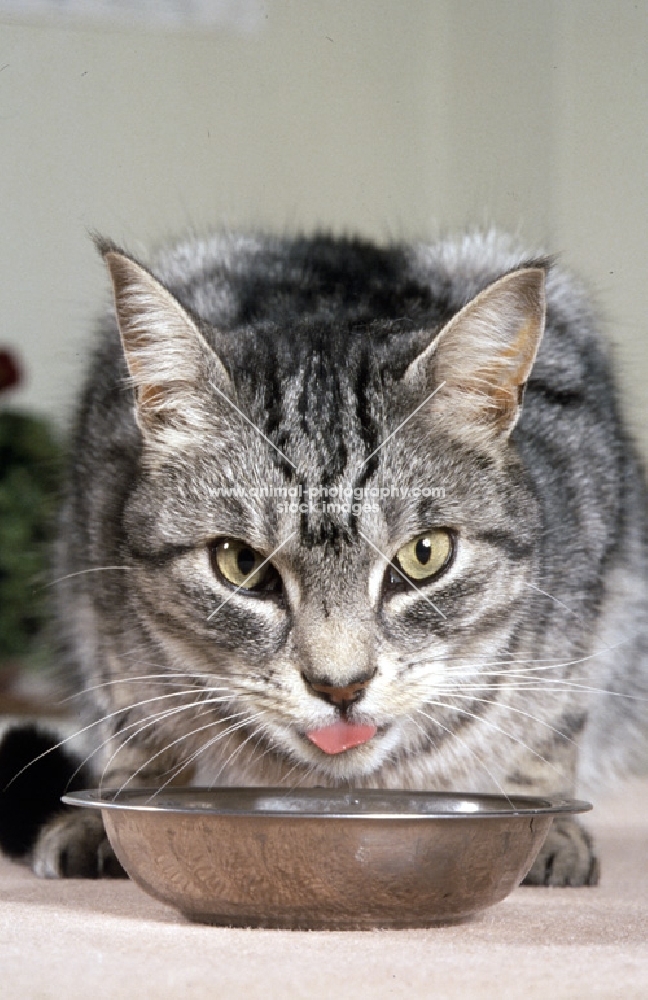 feral x cat, ben, at drinking bowl