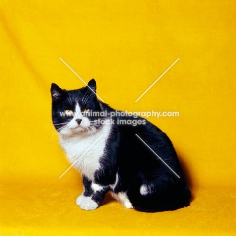 black and white show cat