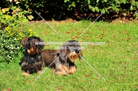 tow Wirehaired Dachshund dogs