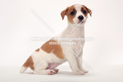 cute Jack Russell Terrier puppy sitting down