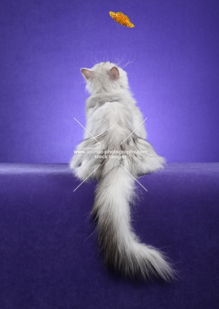 One year old Shaded Silver Persian female, facing away from camera, looking up at butterfly.