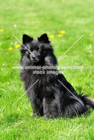 Standard German Spitz sitting on grass