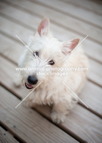 ungroomed Scottish Terrier puppy sitting on wooden deck.