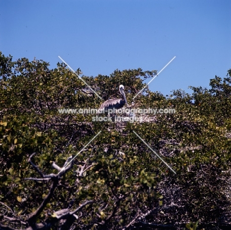 brown pelican nest mother and chick, punta espinosa, fernandina island, galapagos islands