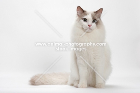 Blue Point Bi-Color male Ragdoll cat, sitting down