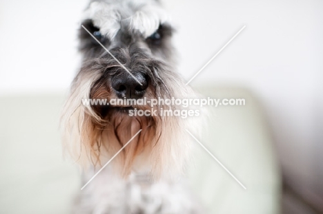 Salt and pepper Miniature Schnauzer nose.