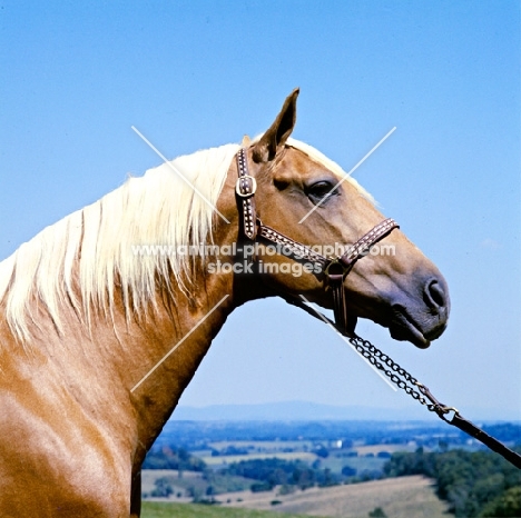 goldie, palomino stallion in usa