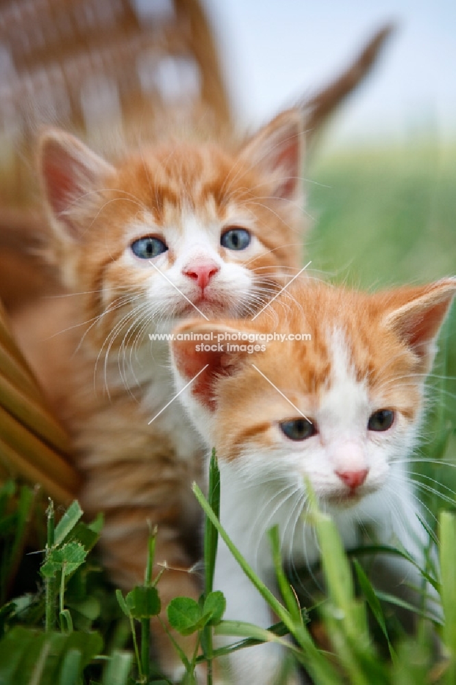 two tabby and white kittens