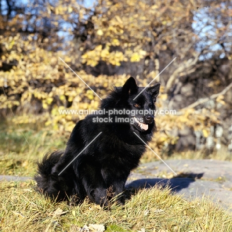 swedish lapphound in sweden sitting on grass