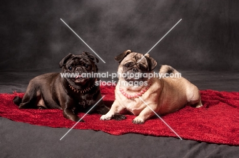 two Pugs lying down on blanket