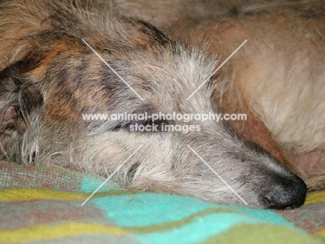 sleeping lurcher, all photographer's profit from this image go to greyhound charities and rescue organisations