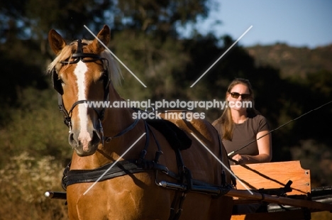 Belgian Draft horse