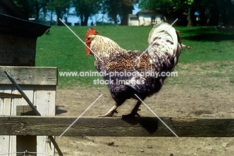 chicken, cockerel on fence
