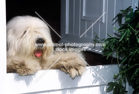 old english sheepdog standing up at stable style door